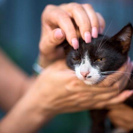 Animal Welfare of a cat
