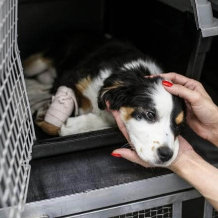 injured puppy in a cage being taken care of