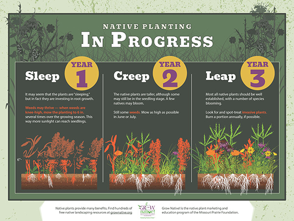 Illustration of native prairie growth over three years: “Sleep” as roots develop, “Creep” as plants grow taller and “Leap” as plants become established and bloom.