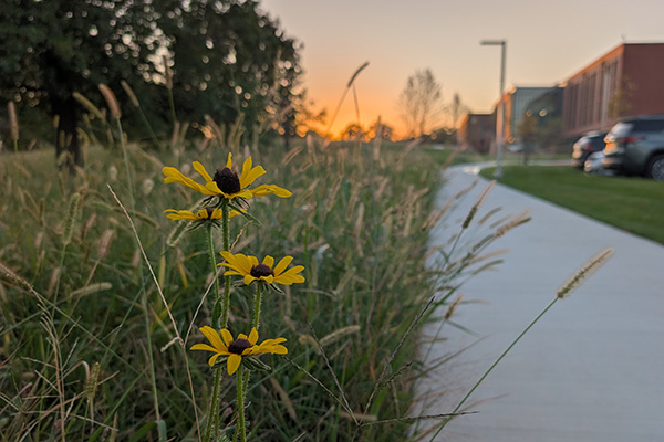 Yellow wildflowers and tall grasses beside a campus walkway at sunset. width=
