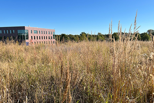 Tall, golden prairie grasses fill a field beside the STLCC-Wildwood campus building.