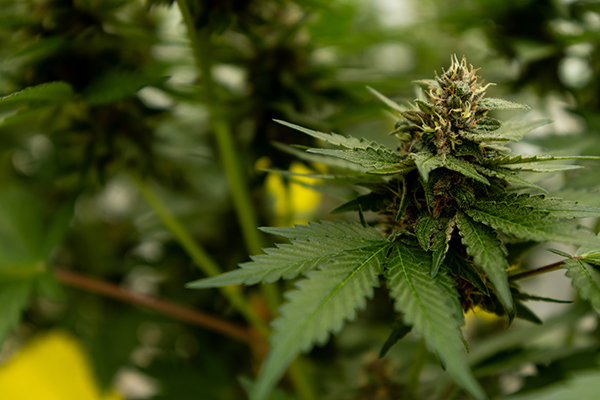 Close up of cannabis/hemp plant