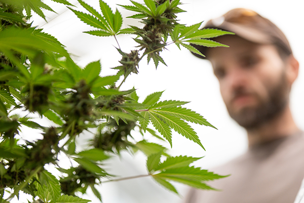 Cannabis and hemp plant with student in background