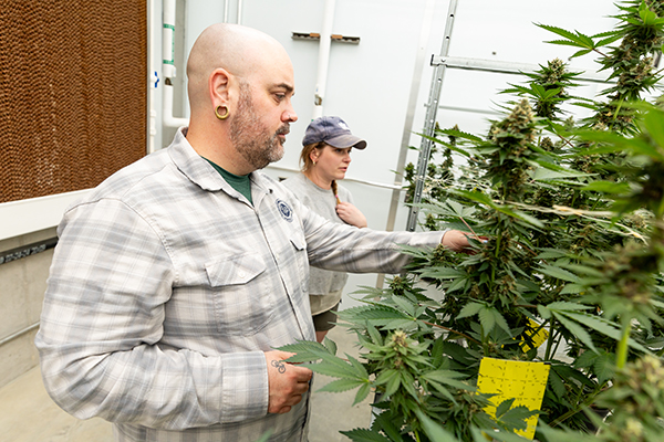 Students observing cannabis/hemp plants in the Meramec greenhouse
