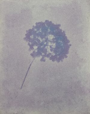 Hydrangea flower on a  a blackberry emulsion