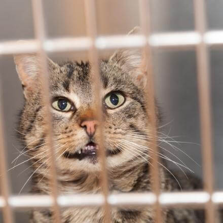 cat in a cage