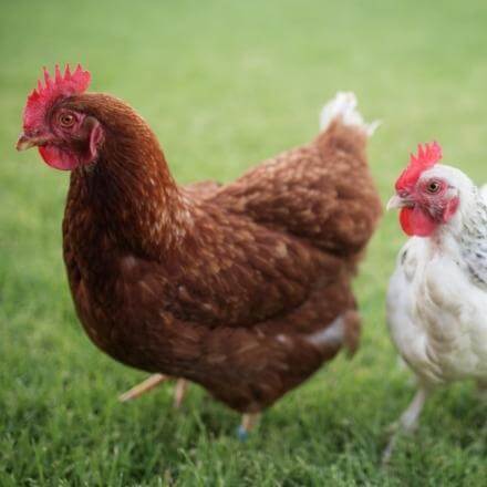 The humane system for animal welfare