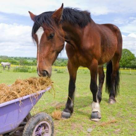 horse