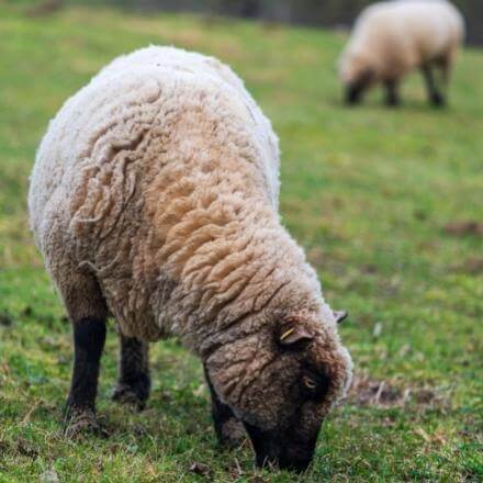 sheep