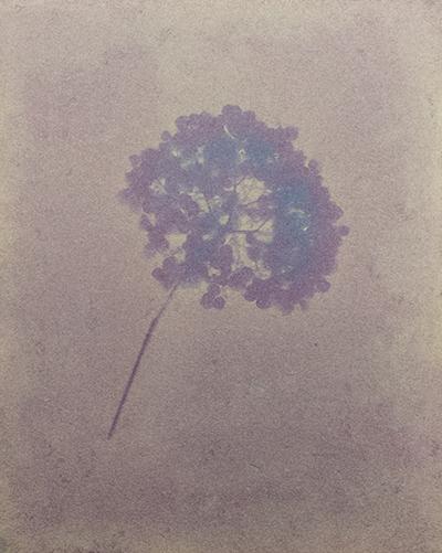 Hydrangea Flower on Blackberry Emulsion, 8” x 10”