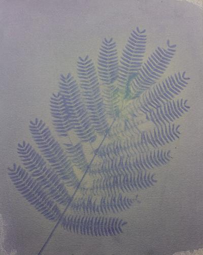 Silk Tree Leaf on Blueberry Emulsion, 8” x 10”