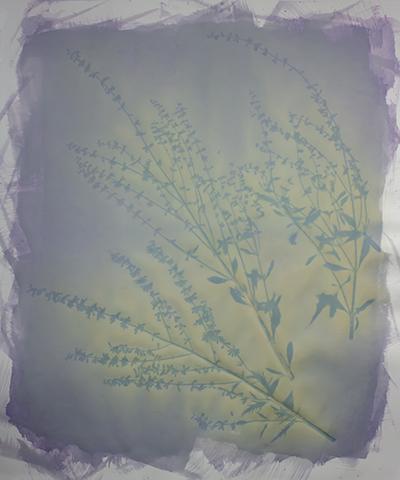 Lavender on Blueberry Emulsion, 20” x 24”