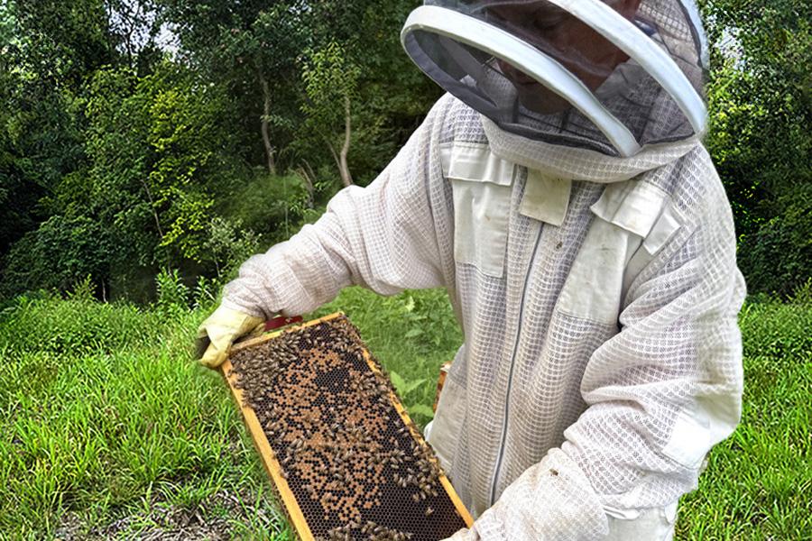 Bee Keeping
