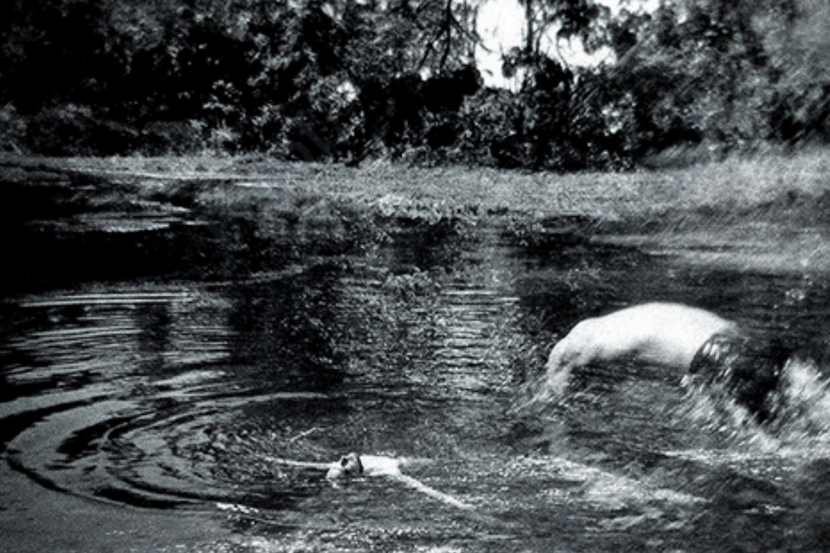 Swimmer diving into water