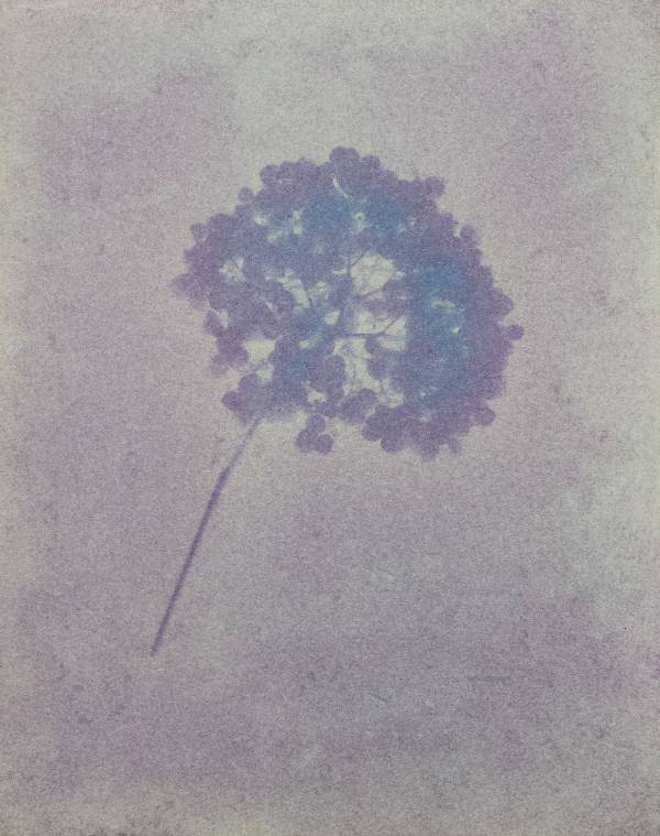 "Hydrangea Flower on Blackberry Emulsion"