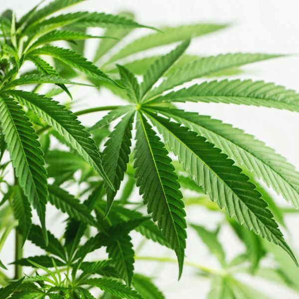 New Cannabis Program at Meramec